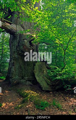 Vieux hêtre (Fagus), environ 600 ans, forêt primitive de Sababurg, Hesse, Allemagne, Deutschland Banque D'Images