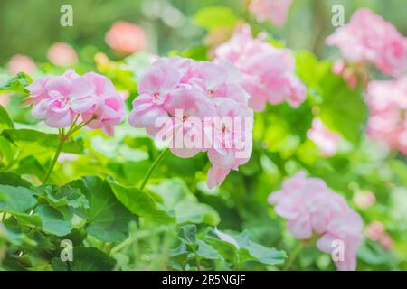 Grandes fleurs de géranium rose à la lumière du jour. Magnifiques plantes géraniums en fleurs. Jardinage. Pelargonium est une plante ornementale idéale qui fleurit en été Banque D'Images