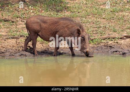 Warthog, Parc Mkuze, Warthog du désert (Phacochoerus aethiopicus) Banque D'Images