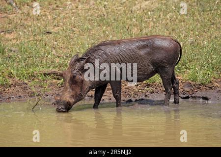 Warthog, Parc Mkuze, Warthog du désert (Phacochoerus aethiopicus) Banque D'Images