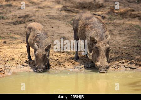 Warthog du désert (Phacochoerus aethiopicus), paire, Parc Mkuze, Afrique du Sud Banque D'Images