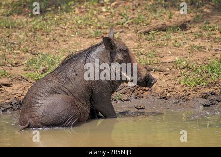 Warthog, Parc Mkuze, Warthog du désert (Phacochoerus aethiopicus), vue latérale Banque D'Images