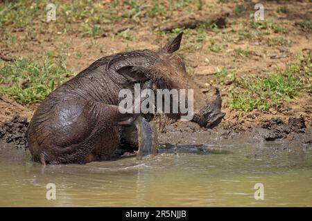 Warthog, Parc Mkuze, Warthog du désert (Phacochoerus aethiopicus) Banque D'Images