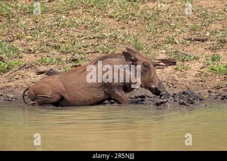 Warthog, Parc Mkuze, Warthog du désert (Phacochoerus aethiopicus), vue latérale Banque D'Images