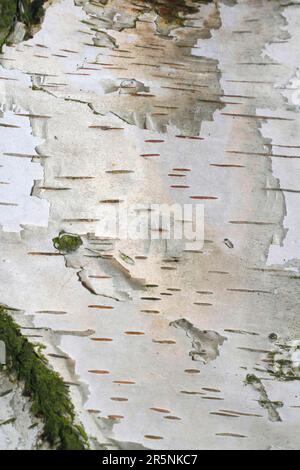 Downy Birch (Betula pubescens), écorce, Basse-Saxe, Allemagne Banque D'Images