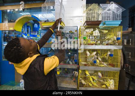 Birdmonger, Bazar, Tripoli, cage, Libye Banque D'Images