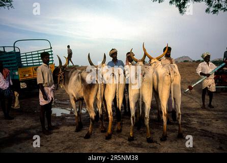 Boullocks à vendre, marché hebdomadaire périodique à Polachi Tamil Nadu, Inde du Sud, Inde, Asie Banque D'Images