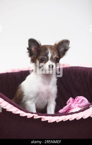 Chihuahua, Puppy, à poil long, 3 1/2 mois, panier pour chiens, Panier à chien Banque D'Images