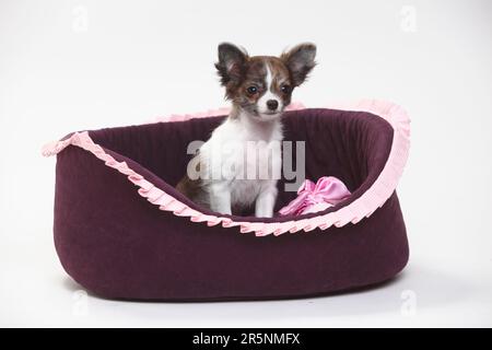 Chihuahua, Puppy, à poil long, 3 1/2 mois, panier pour chiens, Panier à chien Banque D'Images