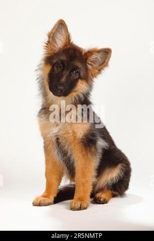 Vieux Berger allemand, chiot, 4 mois, Berger allemand Banque D'Images