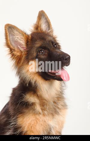 Vieux Berger allemand, chiot, 4 mois, Berger allemand Banque D'Images