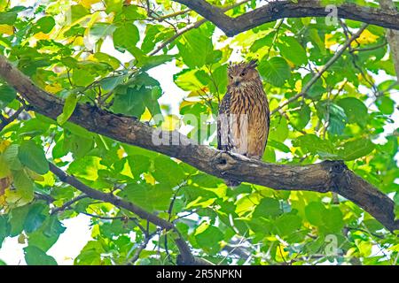 Tawny Fish-Owl Ketupa Flavipes Parc national Jim Corbett, comté de Pauri Garhwal, Uttarakhand, Inde 25 février 2023 Adulte Strigidae Banque D'Images