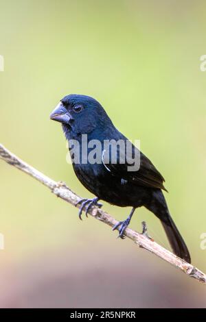 Seed-Finch Sporophila funerea Arenal Observatory Lodge, Costa Rica 13 mars 2019 Homme adulte Thraupidae Banque D'Images