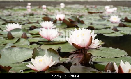 Fleur de lotus légèrement rose dans un habitat naturel. Eau sombre d'un étang avec de beaux nénuphars. Banque D'Images