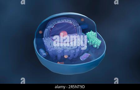 Structure des cellules animales, illustration Banque D'Images