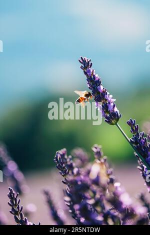 Gros plan d'une abeille butinant des fleurs de lavande près de Saint Nazaire le désert, dans le sud de la Drôme, France Banque D'Images