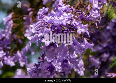 Les fleurs lilas de l'arbre Jacaranda se rapprochent du ciel. mise au point sélective Banque D'Images