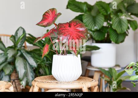 Plante maison exotique caladium rouge Flash dans pot de fleur sur table entourée de nombreuses plantes dans la salle de séjour Banque D'Images