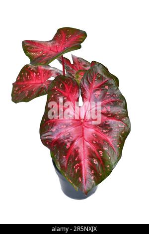 Maison exotique au caladium rouge Flash avec des feuilles rouges vives en pot sur fond blanc Banque D'Images