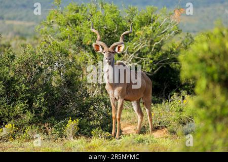 Antilope mâle kudu (Tragelaphus strepsiceros) dans son habitat naturel, Parc national de l'éléphant d'Addo, Afrique du Sud Banque D'Images