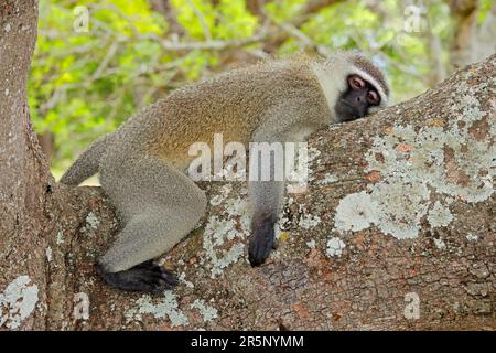 Un singe vervet (Cercopithecus aethiops) se reposant dans un arbre, Parc national Kruger, Afrique du Sud Banque D'Images
