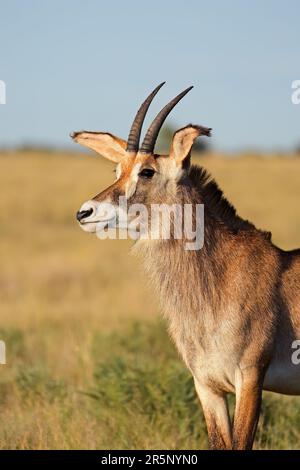 Portrait d'un antilope roan rare (Hippotragus equinus), parc national de Mokala, Afrique du Sud Banque D'Images