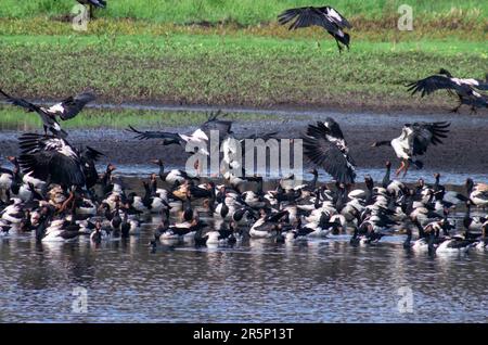 Magpie Geese, Hastie Swamp, Nth Queensland, Australie. Banque D'Images