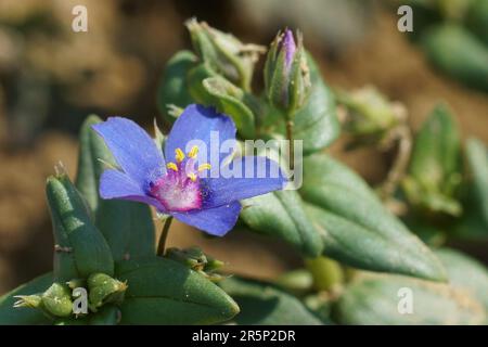 Gros plan naturel détaillé sur la forme bleue du Pimpernel écarlate, Lysimachia arvensis azurea Banque D'Images