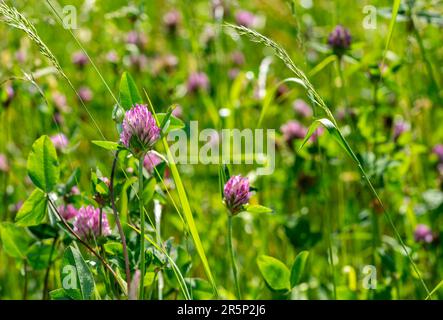 fleurs de trèfle dans le jardin Banque D'Images