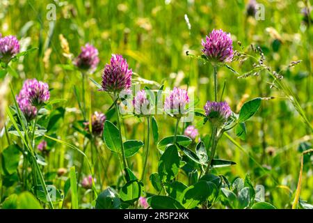 fleurs de trèfle dans l'herbe Banque D'Images