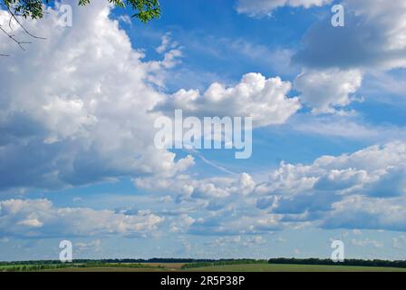 Péninsule de Crimée. Le ciel au-dessus du champ de floraison Banque D'Images