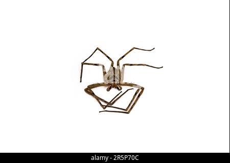 Mort heteropoda venatoria huntsman araignée sur blanc. Banque D'Images