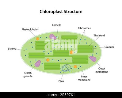 Le chloroplaste est un organite à deux membranes d'une cellule végétale. Sur les membranes internes du chloroplaste contient le pigment vert chlorophylle. Illustration de Vecteur