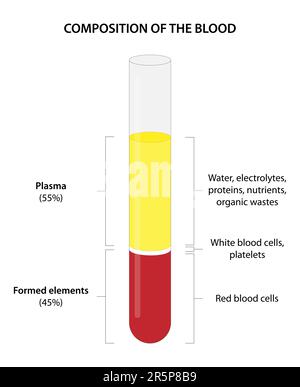 Le sang total se compose de globules rouges (érythrocytes), de globules blancs (leucocytes), de plaquettes (thrombocytes) et de plasma. Illustration de Vecteur