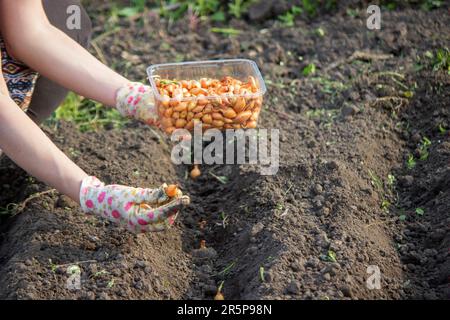 La main d'une agricultrice sème des oignons dans un potager biologique, gros plan de la main semant des graines dans le sol. Mise au point sélective Banque D'Images