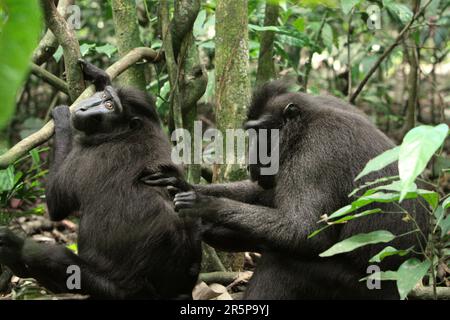 Un macaque Sulawesi à crête noire (Macaca nigra) fixe à la caméra alors qu'il est soigné par un autre individu dans la forêt tropicale des basses terres de la réserve naturelle de Tangkoko dans le nord de Sulawesi, en Indonésie. Les scientifiques primates ont révélé que les réseaux de toilettage de ces macaques en danger critique sont robustes. Les relations et les activités sociales sont fortement influencées par la hiérarchie sociale et faiblement limitées par la parenté. Banque D'Images