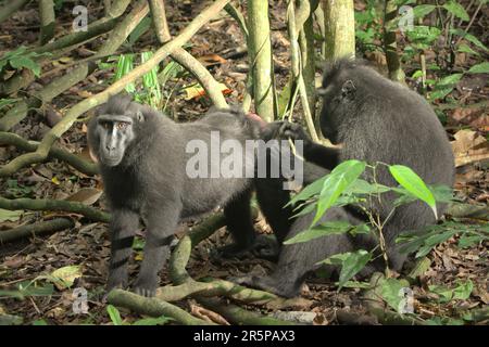 Un macaque Sulawesi à crête noire (Macaca nigra) fixe à la caméra alors qu'il est soigné par un autre individu dans la forêt tropicale des basses terres de la réserve naturelle de Tangkoko dans le nord de Sulawesi, en Indonésie. Les scientifiques primates ont révélé que les réseaux de toilettage de ces macaques en danger critique sont robustes. Les relations et les activités sociales sont fortement influencées par la hiérarchie sociale et faiblement limitées par la parenté. Banque D'Images