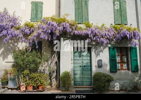 ancienne maison avec portes en bois vert et volets sur les fenêtres. La glycine fleurit sur la façade du bâtiment. Province européenne Banque D'Images