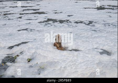 New Delhi, Delhi, Inde. 5th juin 2023. On peut voir une idole sur la rivière Yamuna recouverte de mousse toxique causée par les rejets industriels, lors de la Journée mondiale de l'environnement, à New Delhi, en Inde, sur 5 juin 2023. La Journée mondiale de l'environnement est la Journée des Nations Unies pour encourager la sensibilisation et les actions mondiales en faveur de la protection de l'environnement. (Credit image: © Kabir Jhangiani/ZUMA Press Wire) USAGE ÉDITORIAL SEULEMENT! Non destiné À un usage commercial ! Crédit : ZUMA Press, Inc./Alay Live News Banque D'Images