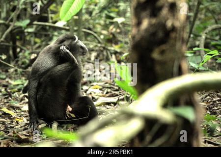 Un macaque Sulawesi à crête noire (Macaca nigra) raye son oreille droite avec son pied droit alors qu'il est assis sur le sol dans la réserve naturelle de Tangkoko, au nord de Sulawesi, en Indonésie. Banque D'Images