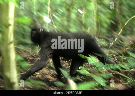 Un macaque à craché noir de Sulawesi (Macaca nigra) se déplace quadrupédalement alors qu'il est en cours de vieillissement sur le fond de la forêt dans la réserve naturelle de Tangkoko, au nord de Sulawesi, en Indonésie. Le changement climatique et les maladies sont de nouvelles menaces pour les primates, Et environ un quart des plages de primates ont des températures par rapport aux plages historiques, selon une équipe de scientifiques dirigée par Miriam Plaza Pinto (Departamento de Ecologia, Centro de Biociências, Universidade Federal do Rio Grande do Norte, Natal) dans leur rapport scientifique publié sur la nature en janvier 2023. Banque D'Images