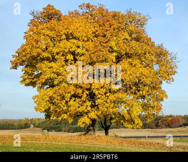 arbres à feuilles caduques de couleur automnale, érables avec route rurale, vue sur le paysage automnal Banque D'Images