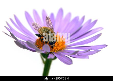 Abeille ou abeille en latin APIs mellifera, abeille européenne ou occidentale assise sur la fleur violette bleue ou violette isolée sur fond blanc Banque D'Images