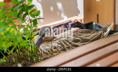 Femelle faune canard collard anas platyrhynchos assis dans un lit végétatif sur la terrasse couver ses oeufs Banque D'Images