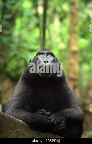 Portrait d'un individu mâle macaque alpha à crête qui semble toujours montrer de la confiance, du calme et, étonnamment, des gestes gentils tout en étant autour des humains dans la forêt de Tangkoko, Sulawesi du Nord, Indonésie. Il a grandi et atteint le premier rang dans la troupe sans certains de ses doigts gauches qui perdent à un piège. Dans le facteur de personnalité «audace», un macaque mâle à crête «réagit fortement face à une situation menaçante», selon une équipe de scientifiques dirigée par Christof Neumann dans un article scientifique publié en août 2013. Banque D'Images