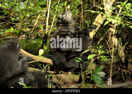 Un macaque Sulawesi à crête noire (Macaca nigra) regarde alors qu'il est soigné par un autre individu dans la réserve naturelle de Tangkoko, en Indonésie. Le changement climatique et les maladies sont de nouvelles menaces pour les primates, Et environ un quart des plages de primates ont des températures par rapport aux plages historiques, selon une équipe de scientifiques dirigée par Miriam Plaza Pinto (Departamento de Ecologia, Centro de Biociências, Universidade Federal do Rio Grande do Norte, Natal, RN, Brésil) dans leur rapport scientifique publié sur la nature en janvier 2023. Banque D'Images