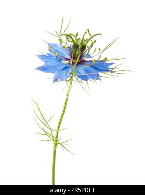 Fleur de Nigella Damascena isolée sur fond blanc. Banque D'Images
