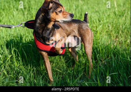 Petit chien de Pinscher sur une promenade. Mise au point sélective. Banque D'Images