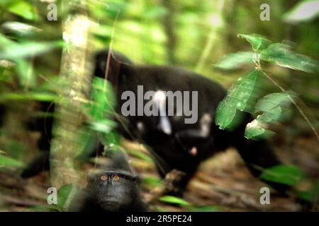 Un jeune macaque à craquer noir (Macaca nigra) Sulawesi fixe à la caméra, comme une femme adulte transportant un bébé se déplace sur le sol de la forêt tropicale en arrière-plan dans la réserve naturelle de Tangkoko, au nord de Sulawesi, en Indonésie. Le changement climatique et les maladies sont de nouvelles menaces pour les primates, Et environ un quart des plages de primates ont des températures par rapport aux plages historiques, selon une équipe de scientifiques dirigée par Miriam Plaza Pinto (Departamento de Ecologia, Universidade Federal do Rio Grande do Norte, Natal) dans leur rapport scientifique publié sur la nature en janvier 2023. Banque D'Images