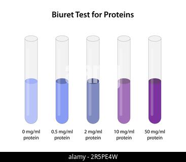 Test biuret pour les protéines Illustration de Vecteur